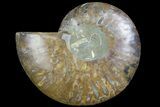 Cut & Polished Ammonite Fossil (Half) - Madagascar #183199-1